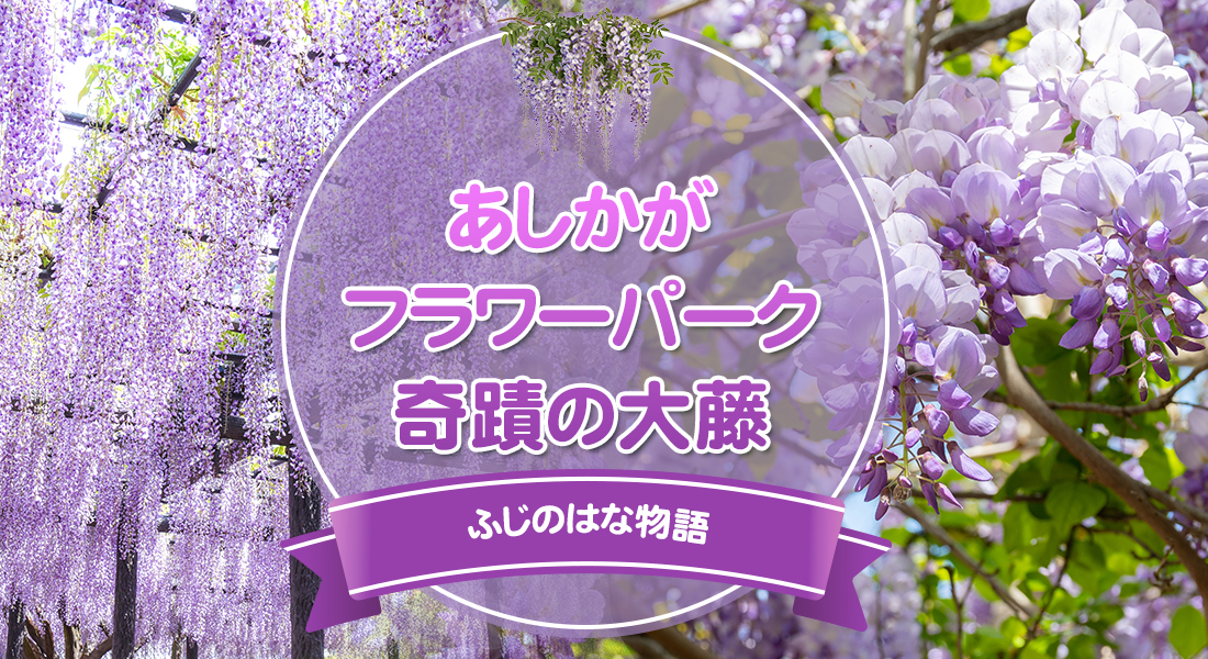 あしかがフラワーパーク奇蹟の大藤