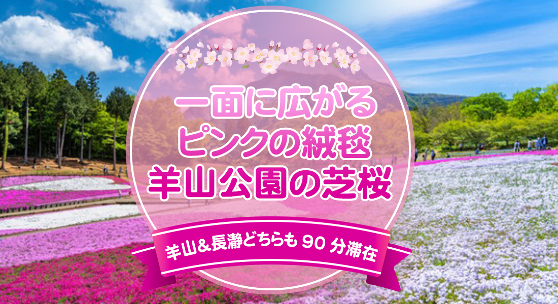 一面に広がるピンクの絨毯羊山公園の芝桜 