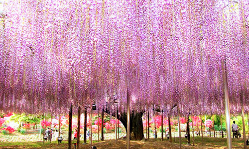 あしかがフラワーパーク奇蹟の大藤