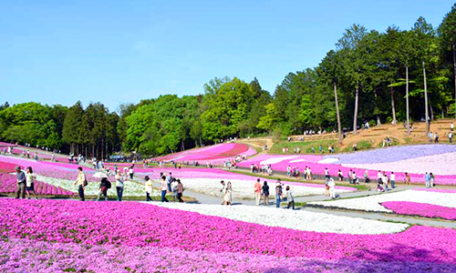 羊山公園の芝桜