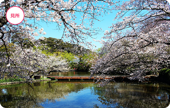 鎌倉のシンボル・鶴岡八幡宮への参道を彩る 「段葛の桜」