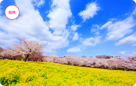 圧巻！桜のトンネルを散策 「赤城南面千本桜まつり」