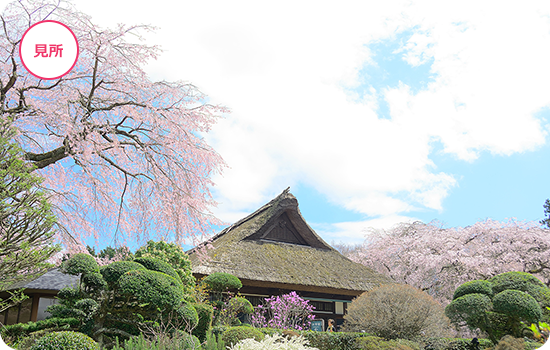 必見！樹齢140年の枝垂れ桜にかやぶき屋根の母屋「秩父宮記念公園」
