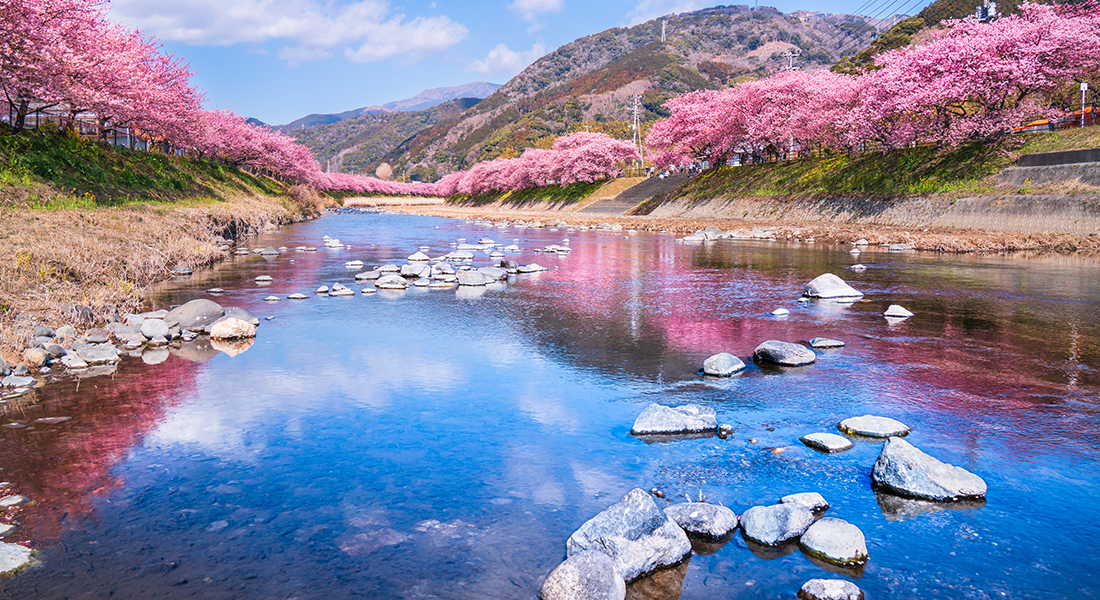 各地で桜が開花