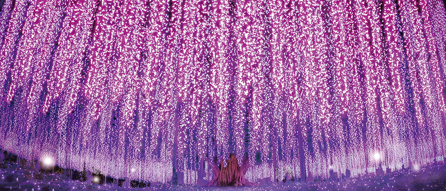 あしかがフラワーパーク 花と光の楽園