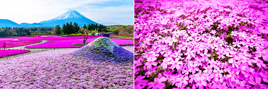 富士芝桜まつり