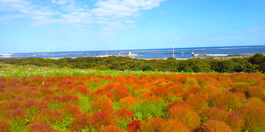 国営ひたち海浜公園コスモスとコキアの季節の様子時