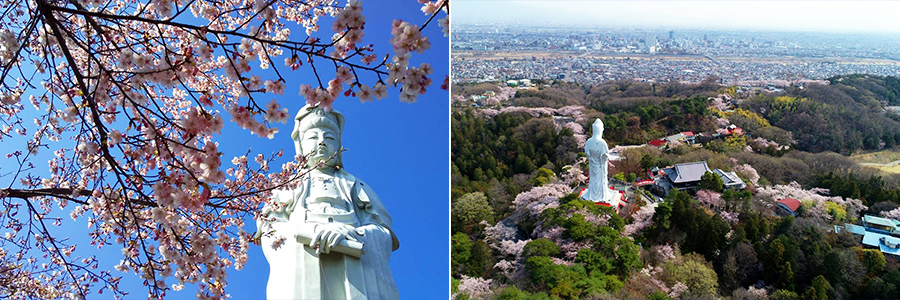 観音山の桜