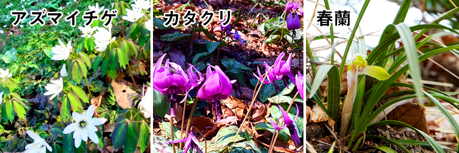 三毳山