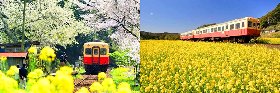 お花見列車