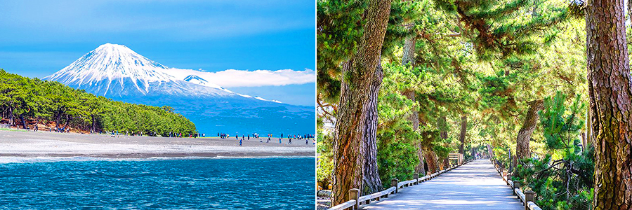 新日本三景に選出！富士を望む絶景スポット『三保松原』