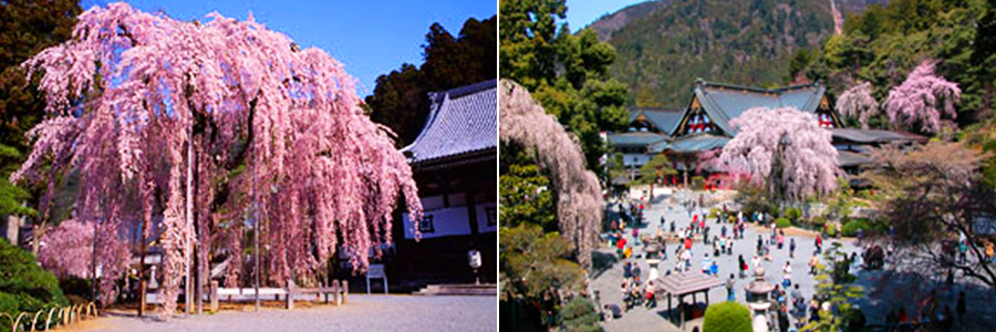 身延山久遠寺
