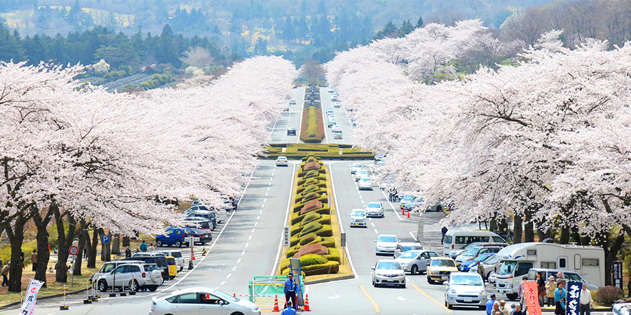 富士霊園の桜並木