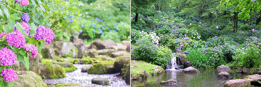 小野池あじさい公園