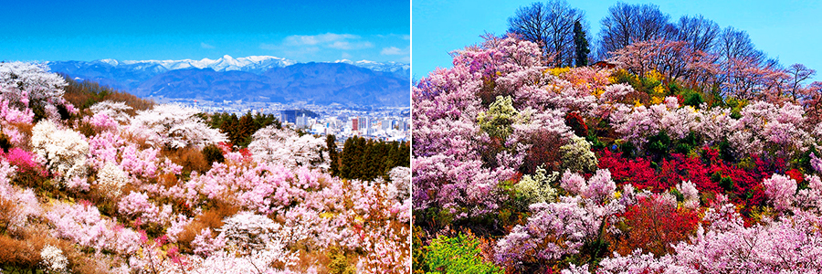 花見山からの吾妻連峰