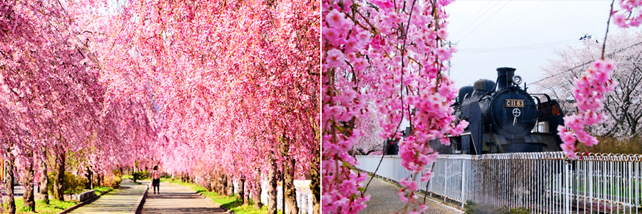 日中線しだれ桜