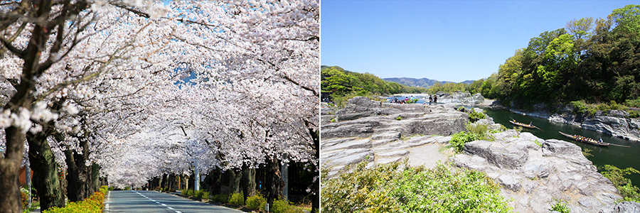 長瀞北桜通り