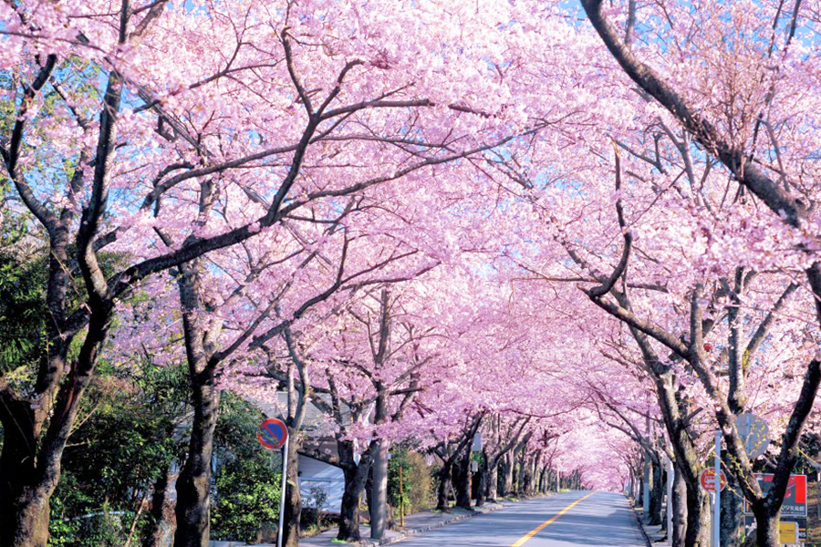 伊豆高原桜並木