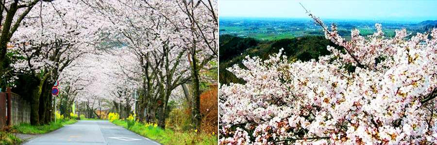 大平山桜まつり