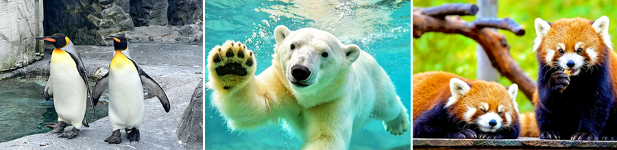 旭山動物園
