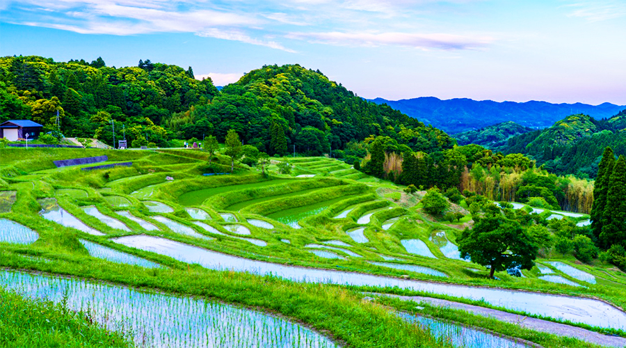 大山千枚田