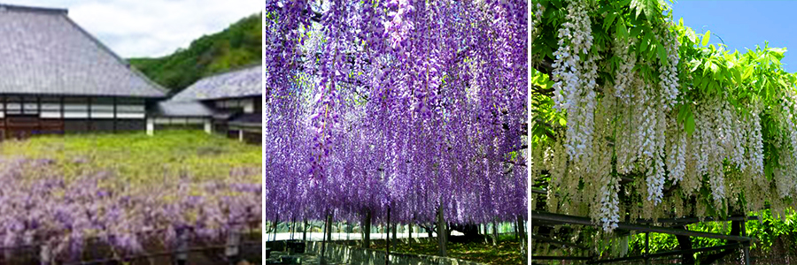 長泉寺に咲く藤の花