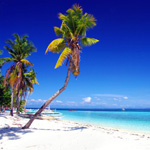 セブ島の白砂のビーチとヤシの木