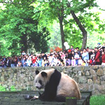 上海動物園（しゃんはいどうぶつえん）