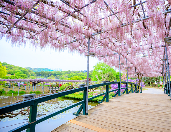 春は桜の名所を巡り