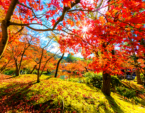秋は色とりどりの紅葉狩り