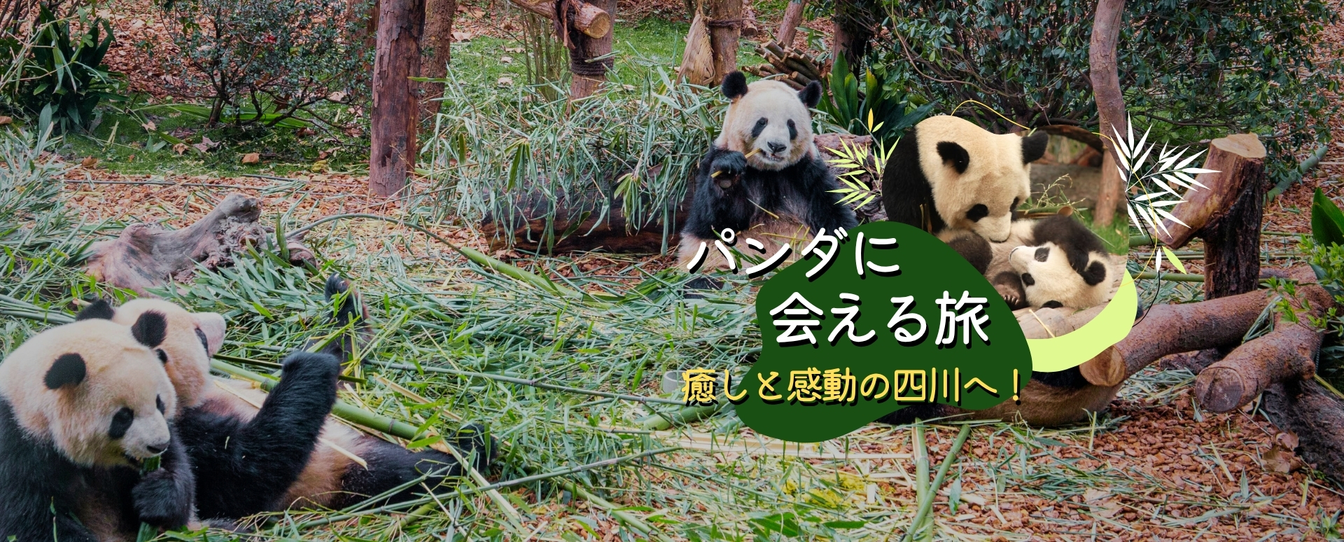 パンダの旅