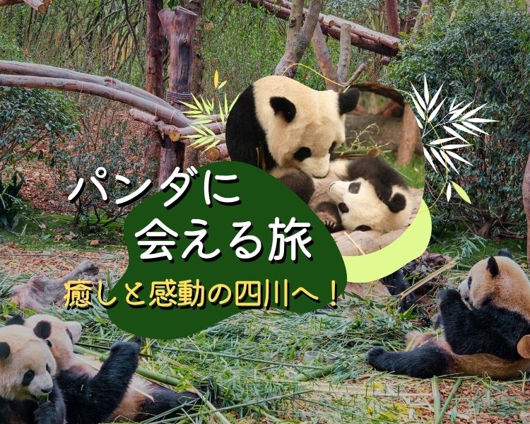 パンダの旅