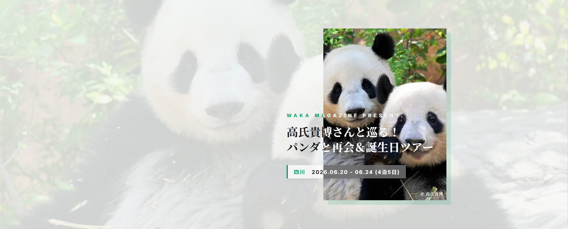 高氏 貴博さんと巡る！四川パンダ再会＆誕生日ツアー