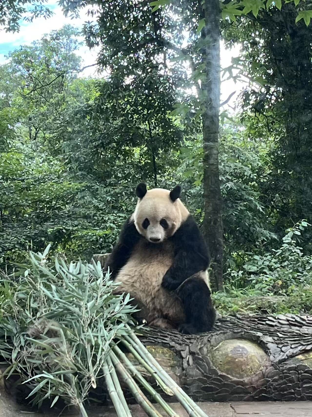 四川で元気に暮らすシャンシャン