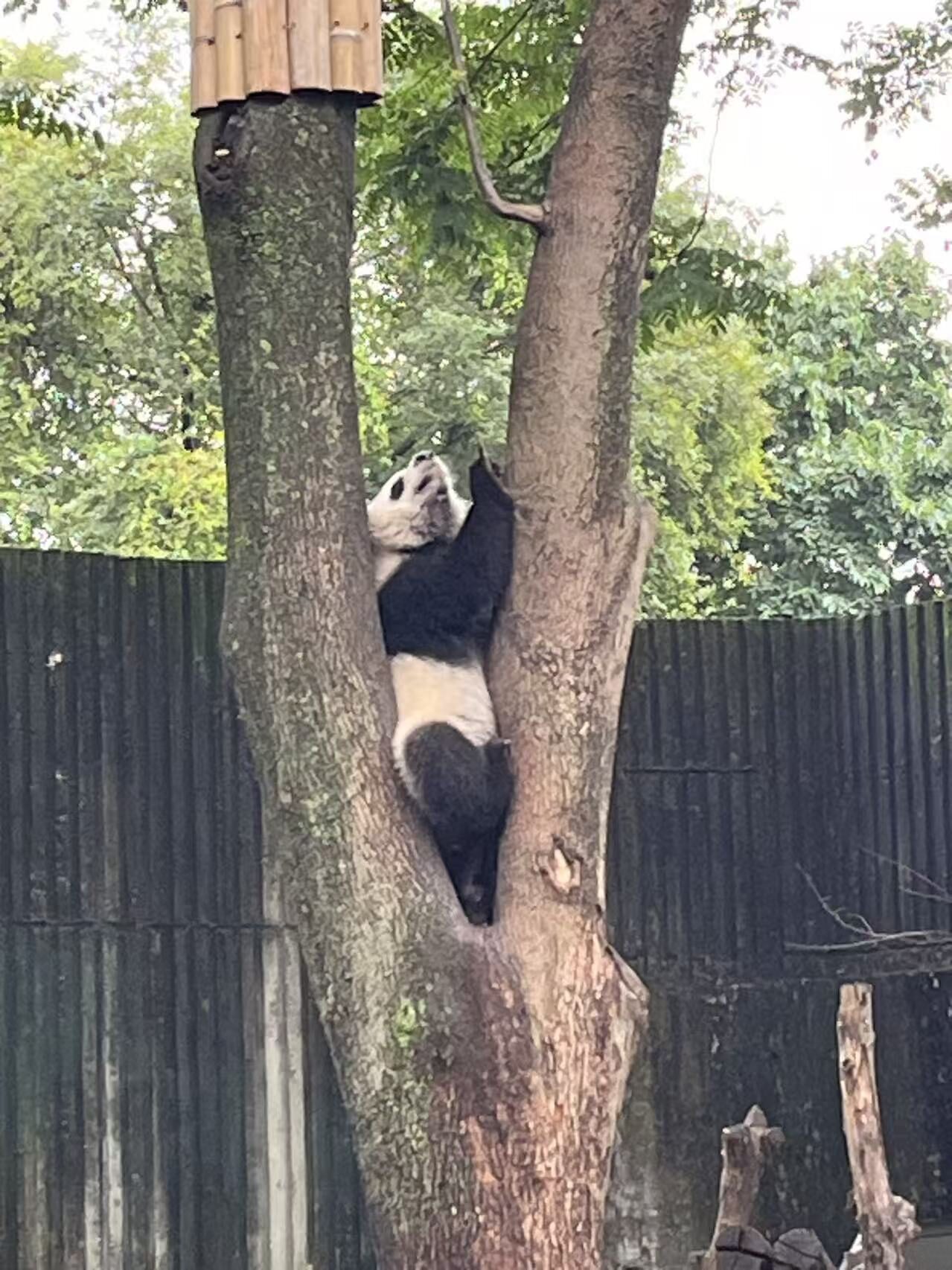 木の間にすっぽり