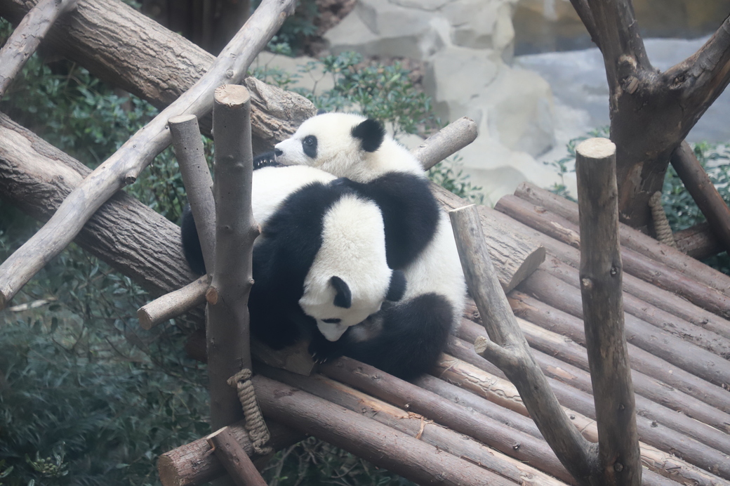 Panda