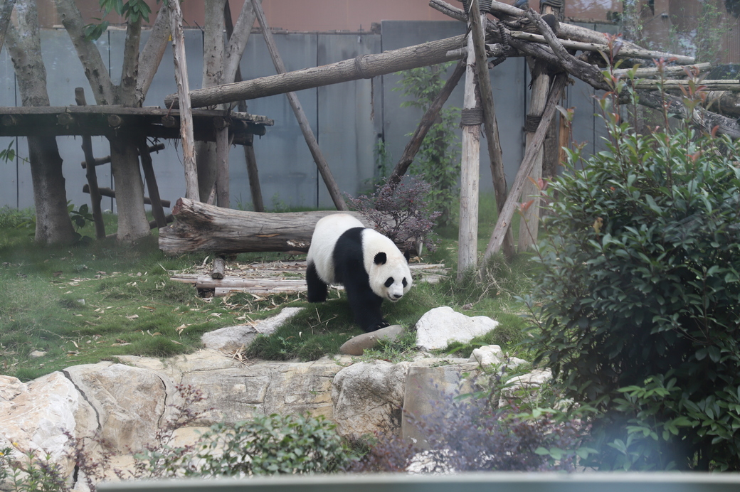 Panda