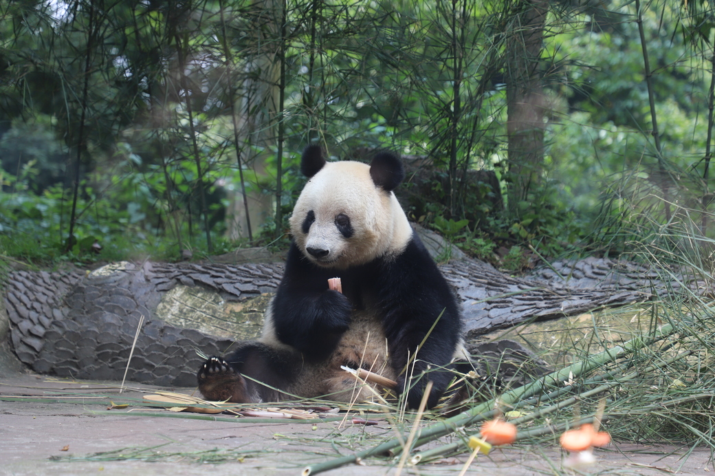 Panda