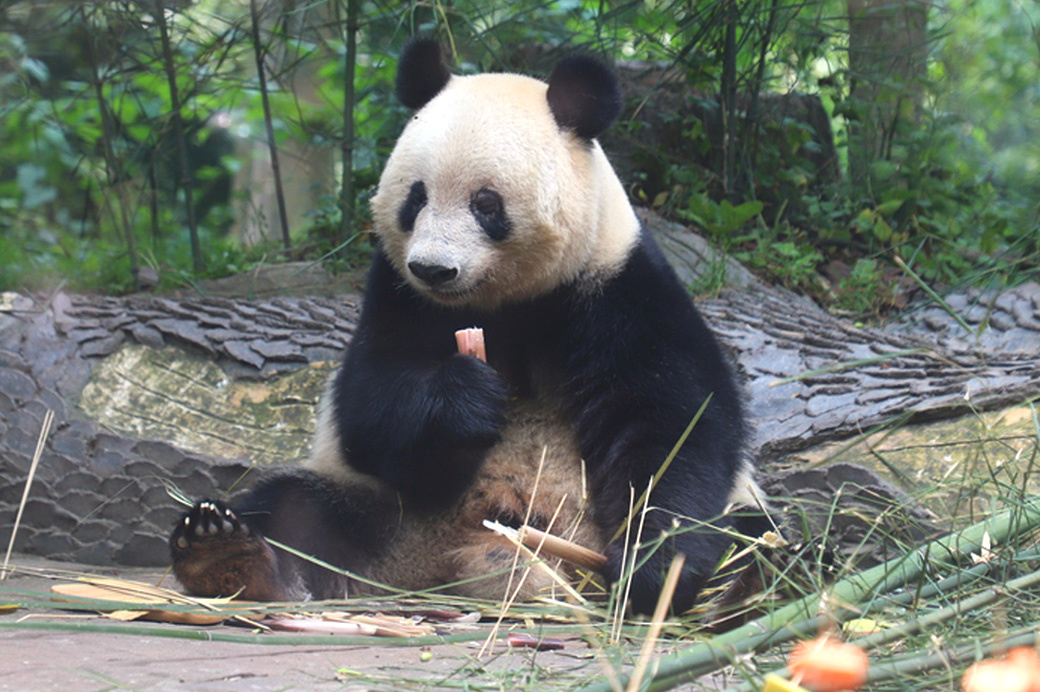 竹林で座るパンダ
