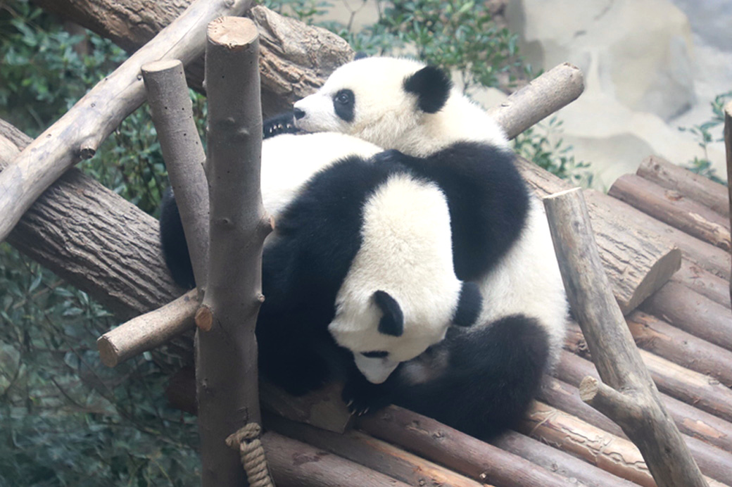 木の上で寄り添うパンダ