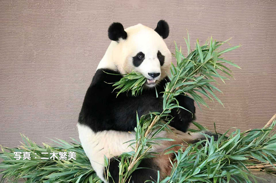 愛らしいパンダ