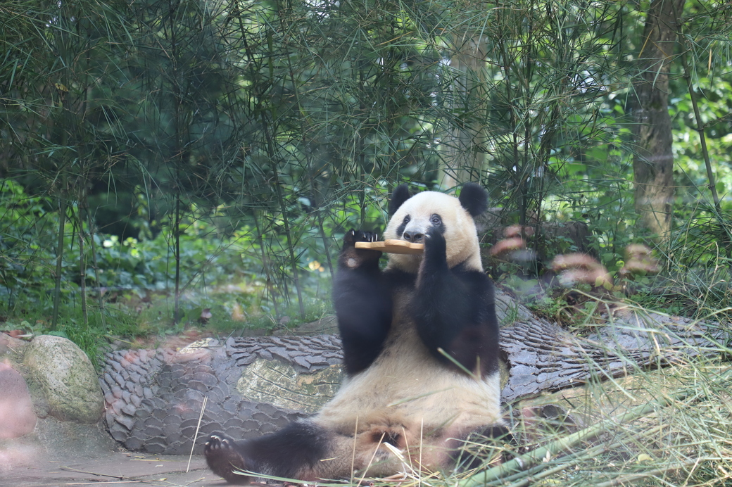 Panda