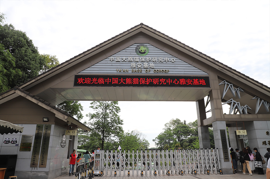 雅安碧峰峡パンダ基地