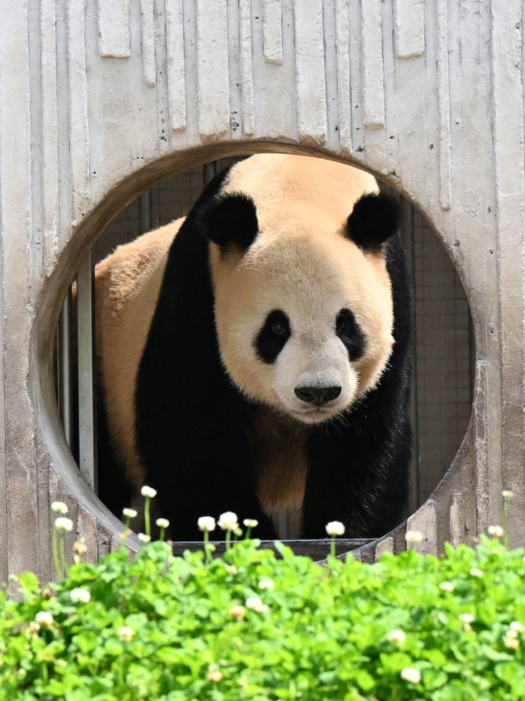 臥龍で丸太に前足をかけ、こちらを見るリーリーの最新写真