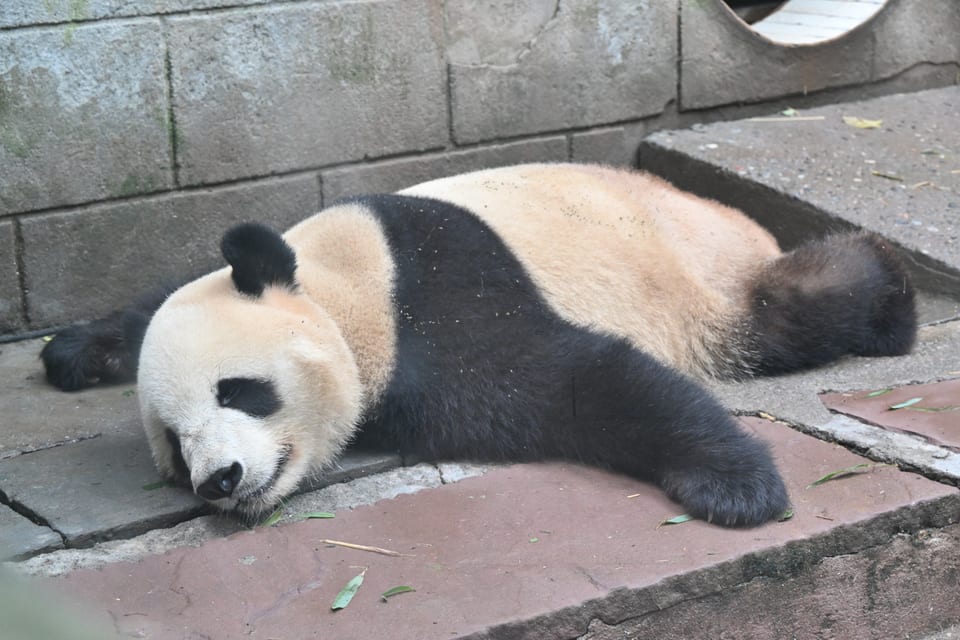 雅安で横になってくつろぐシャオシャオ