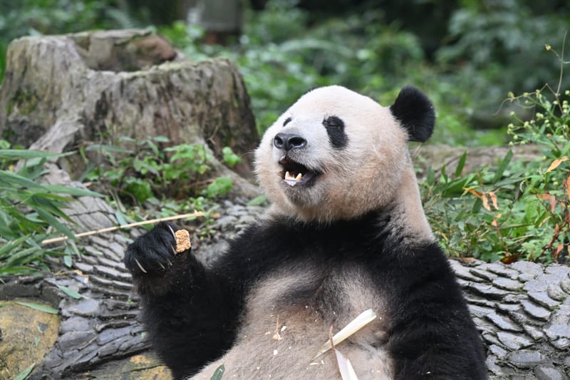 雅安で食べ物を手に持ち、顔を上げるシャンシャン