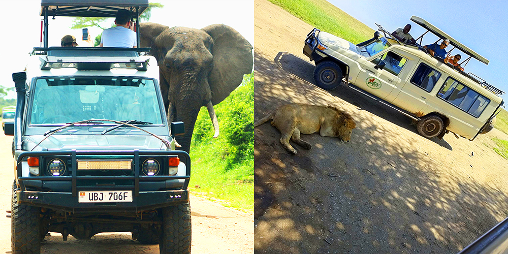 ゴリラ・トラッキング