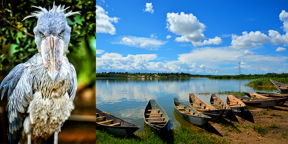 ゴリラ・トラッキング